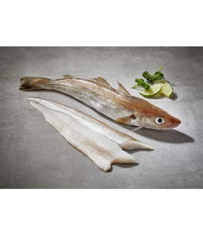 Wijting filet Voorjaars Aanbieding