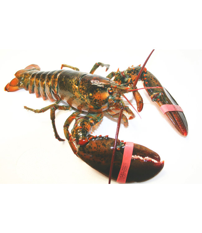 Canadese Kreeft Levend