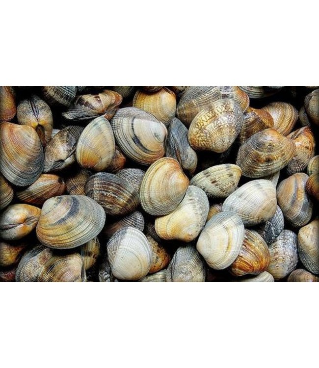 Vongole in netje (1 kg.)