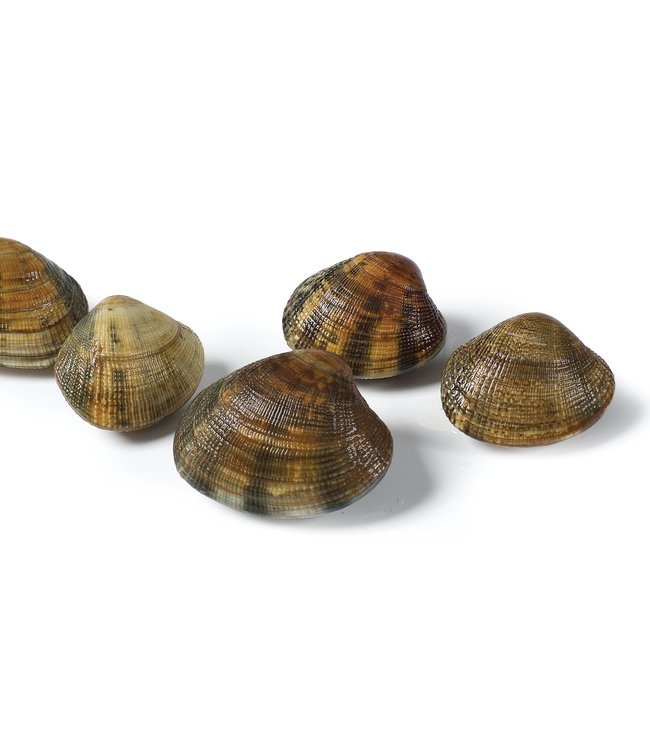 Vongole in netje (1 kg.)
