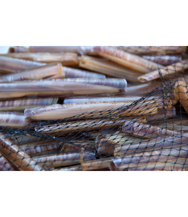 Hollandse Scheermessen in netje (1 kg.)