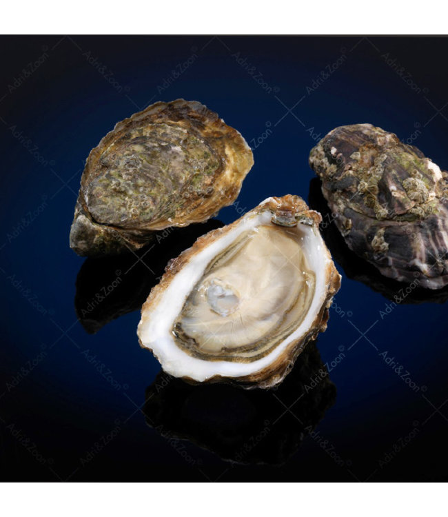 Franse oesters (Fines de Normandie)