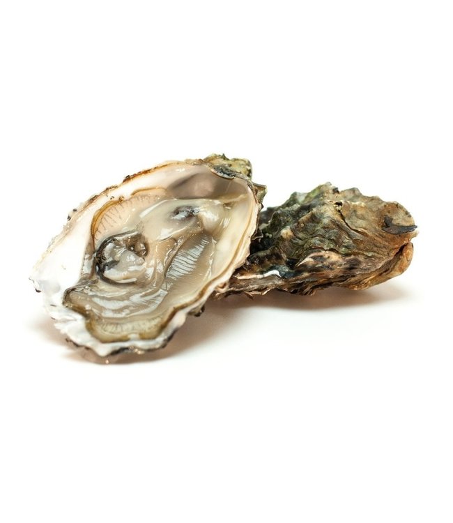 Zeeuwse Oesters 25 stuks No. 3
