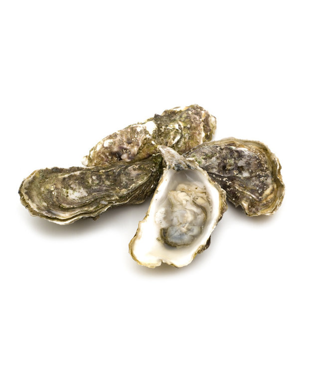 Zeeuwse Creuses Oesters