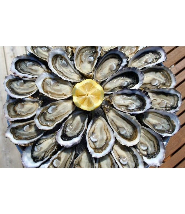 Zeeuwse Creuses Oesters