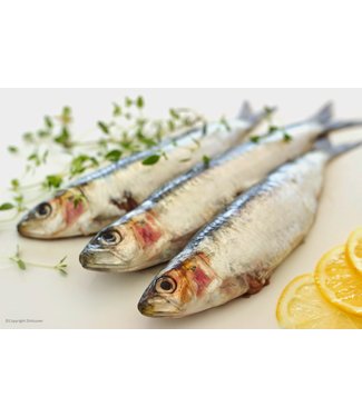 Sardines heel   Sardien