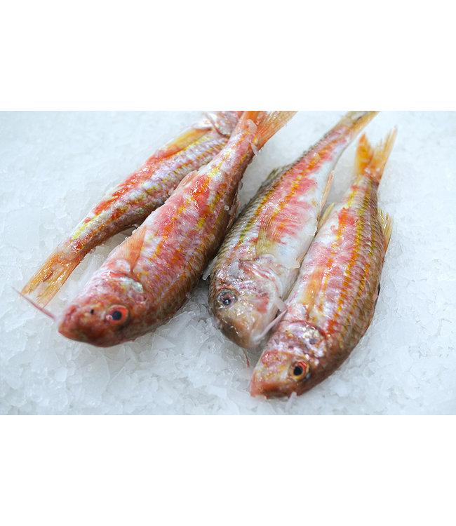 Rode mul heel Noordzee