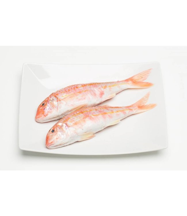 Rode mul heel Noordzee