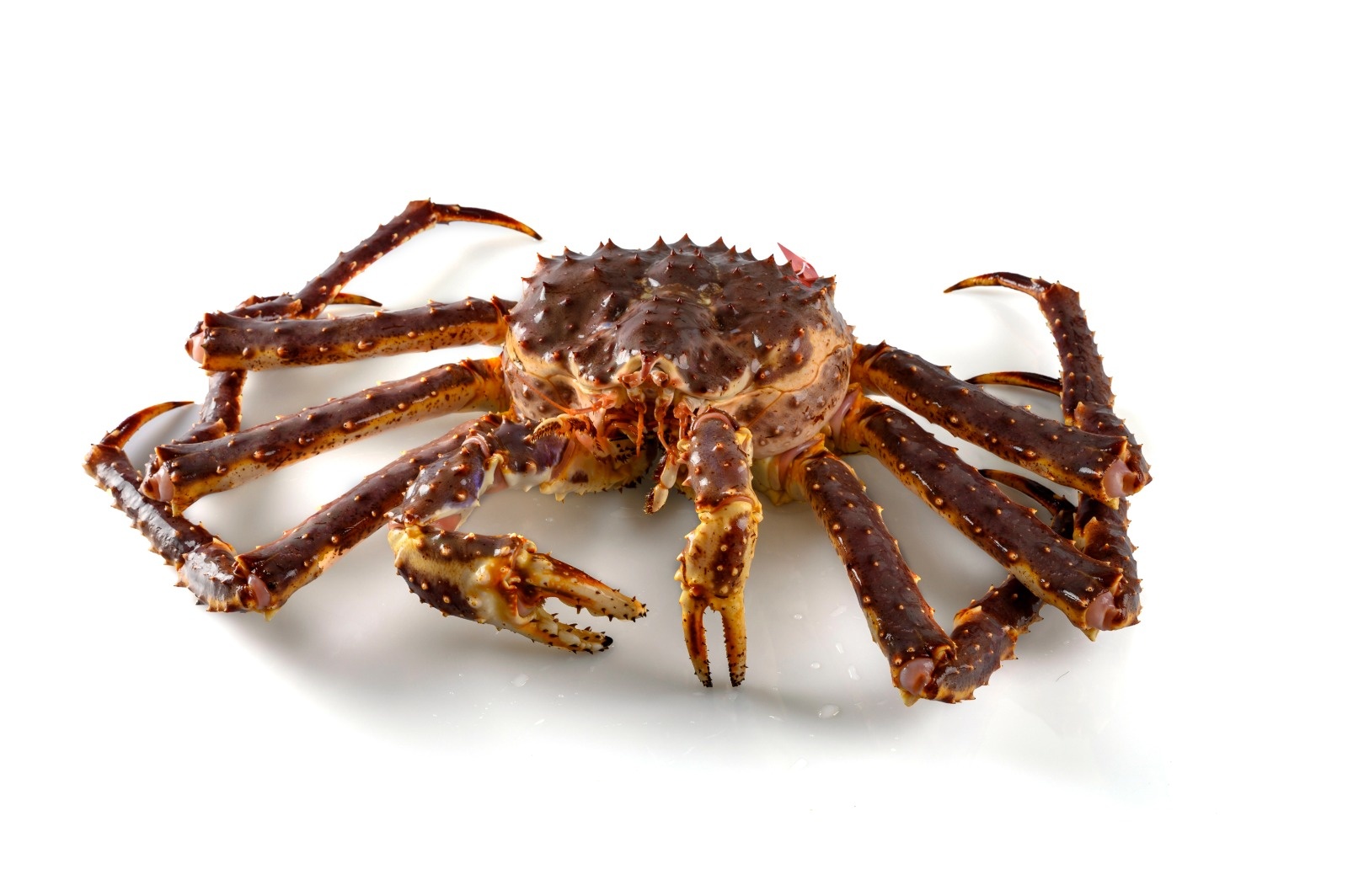 King Crab - Urker Hakvoort