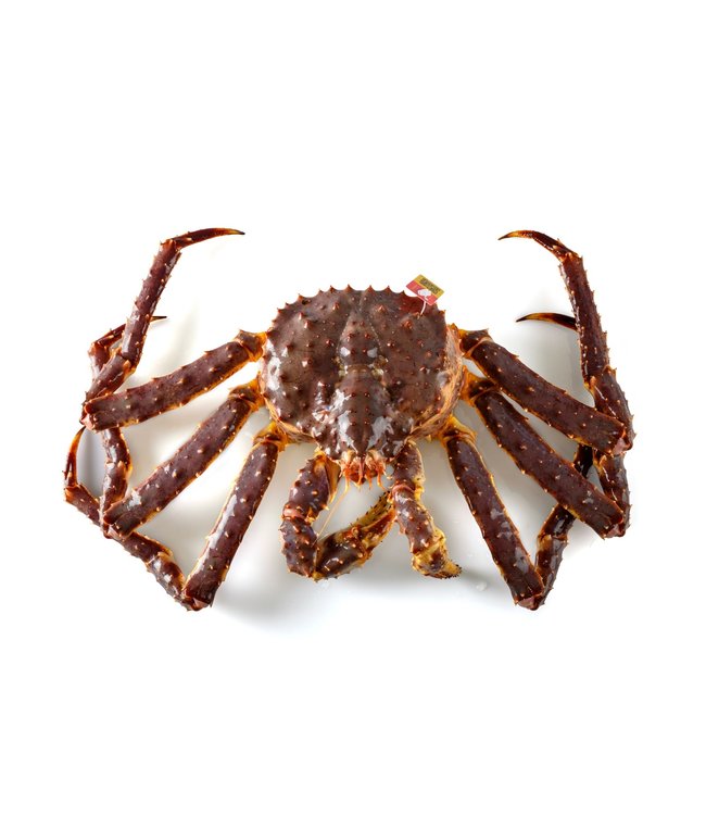Noorse King Crab levend
