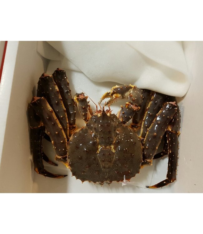 Noorse King Crab levend