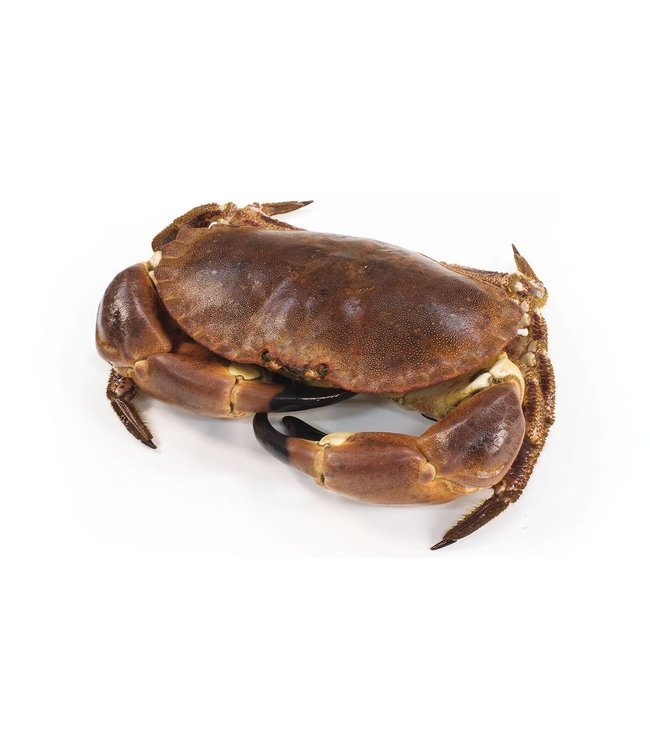 Noordzee krab levend