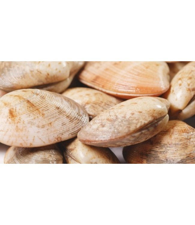 Clams in netje middel maat 8-15 stuks (1 kg.)