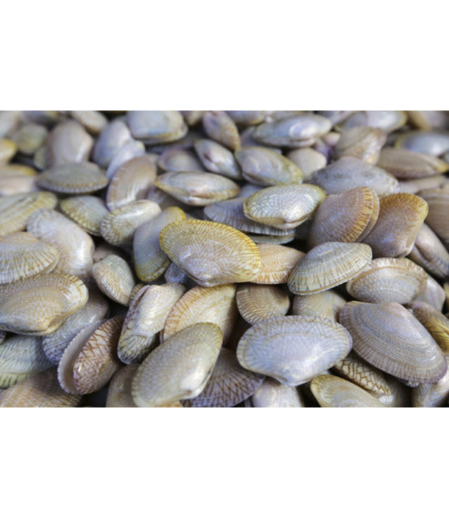 Clams in netje middel maat 8-15 stuks (1 kg.)