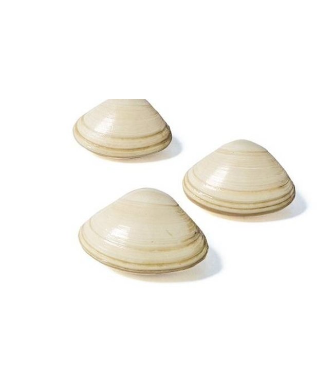 Witte venuschelp (1kg.)