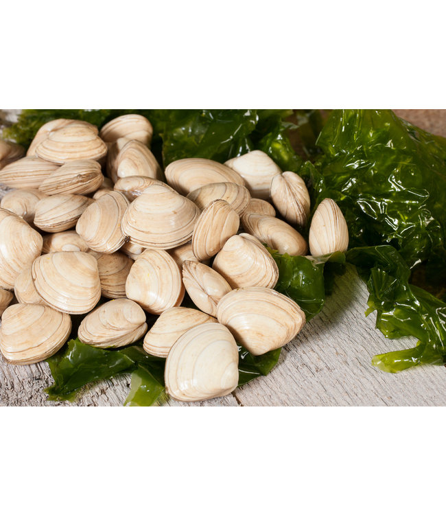 Witte venuschelp (1kg.)