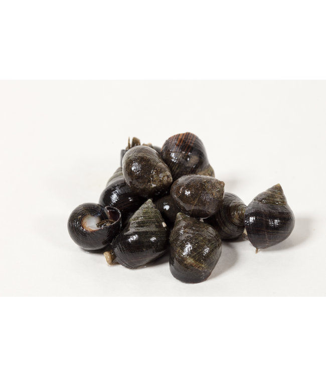 Alikruiken / Kreukels (1 kg.)