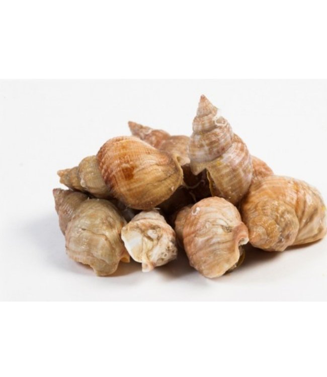 Wulken  in netje (1  kg.)  45-60 stuks