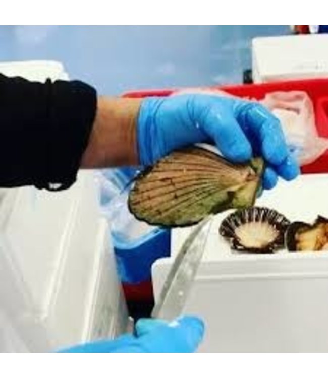 King Scallops hand gedoken (zandvrij) 5 kg