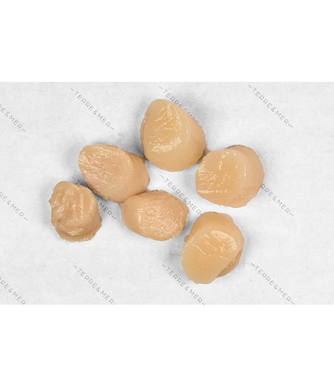 King Scallops hand gedoken (zandvrij) 5 kg