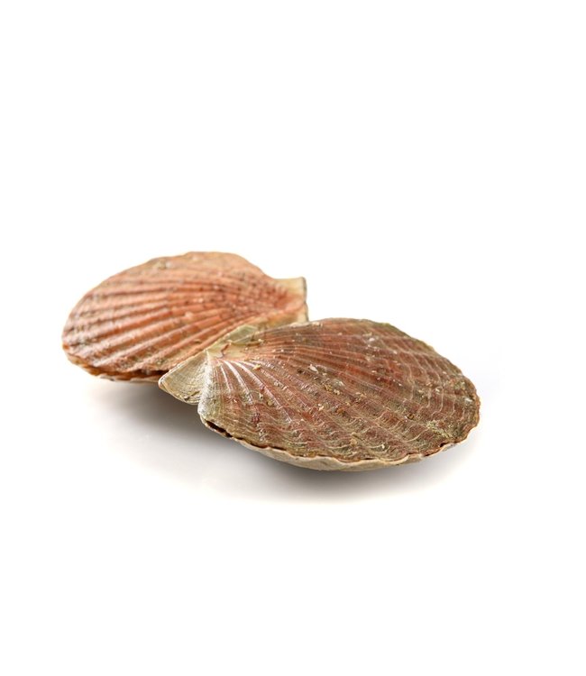King Scallops hand gedoken (zandvrij) 5 kg