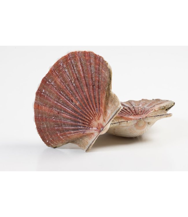 King Scallops hand gedoken (zandvrij) 5 kg