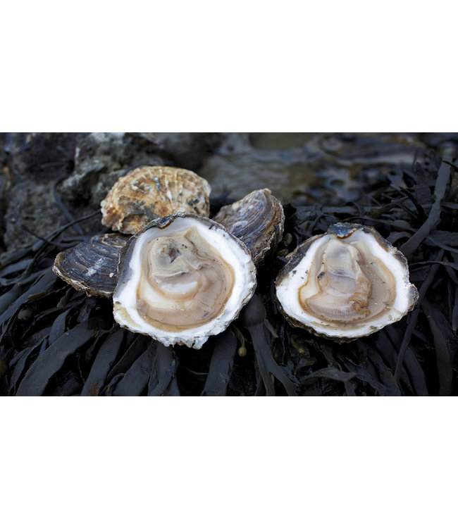 Platte Zeeuwse Oester