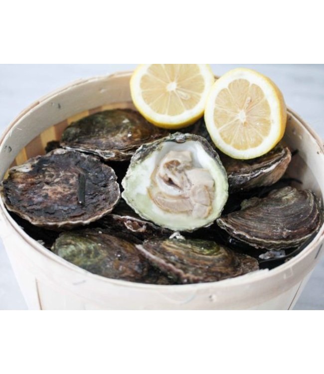 Platte Zeeuwse Oester