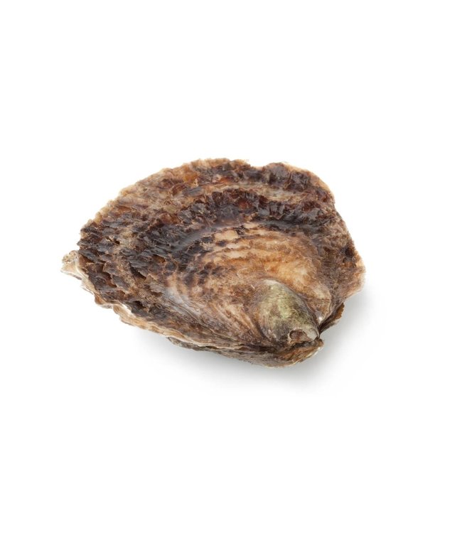 Platte Zeeuwse Oester