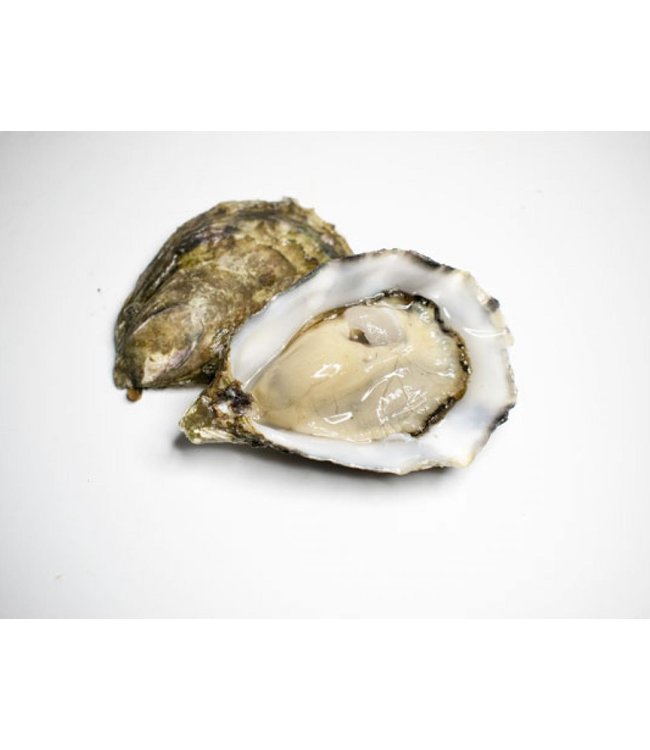 Ierse top oester Hoge kwaliteit ( OISRI)
