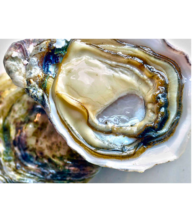 Ierse top oester Hoge kwaliteit ( OISRI)