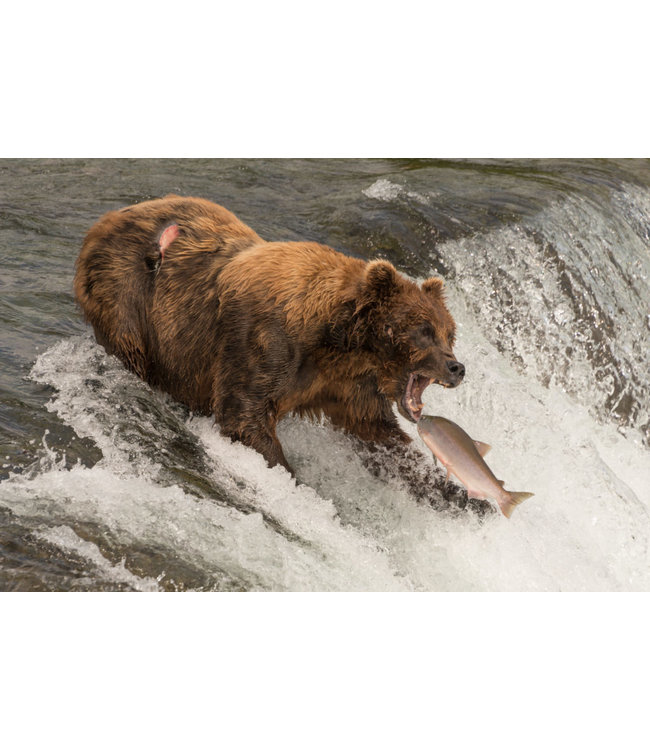 Wilde zalmfilet met huid Alaska Sockeye Hele zijde  (MSC) NAJAARSAANBIEDING