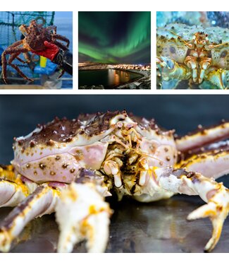 King Crab (Koningkrab)