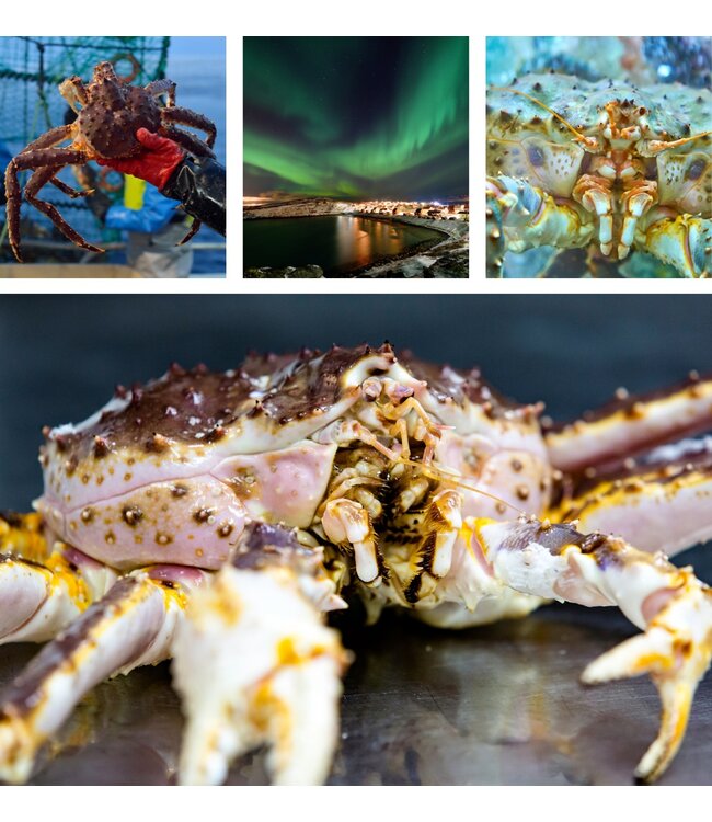 Noorse King Crab levend