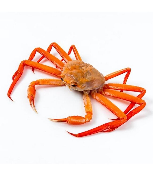 Sneeuw krab poten ( Snow crab )