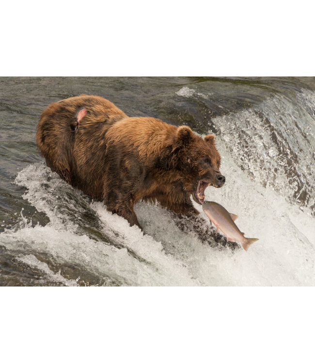 Wilde zalmfilet met huid Alaska Sockeye   5 stuks NAJAARSAANBIEDING