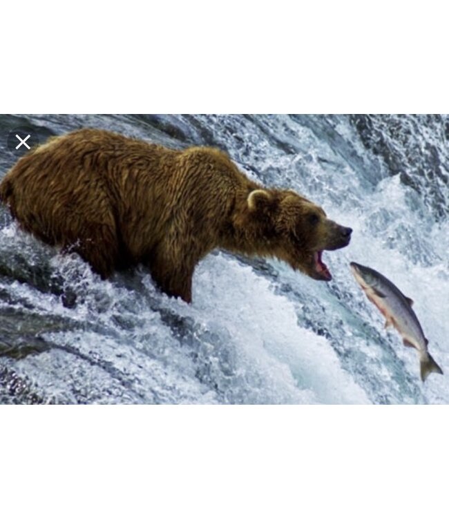 Wilde zalmfilet met huid Alaska Sockeye PREMIUM