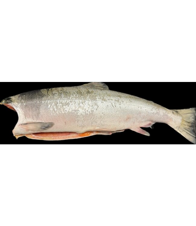 Hele  Wilde Sockeye Zalm  (zonder kop)