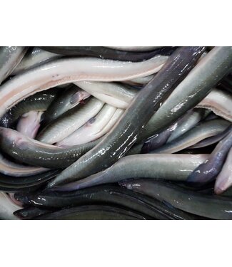 IJsselmeer Rook paling