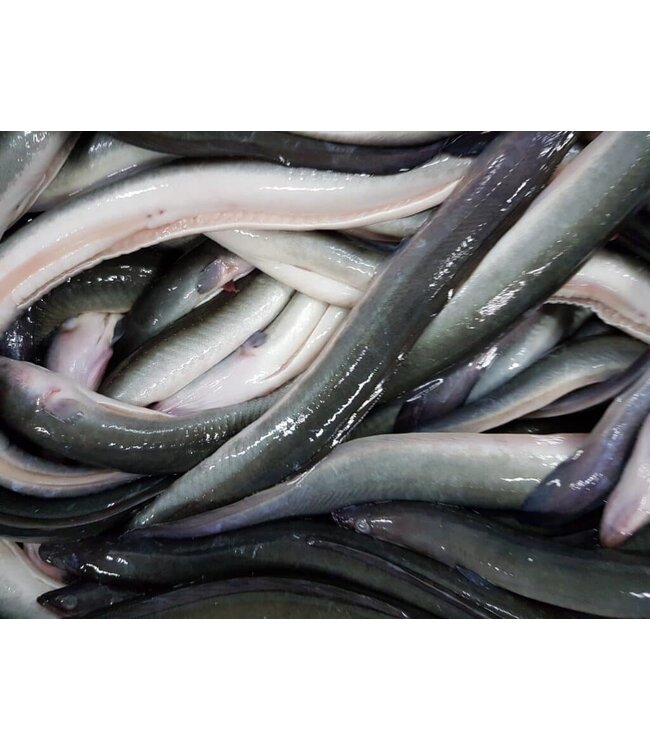 IJsselmeer paling  schoongemaakt Middel  Om zelf te roken