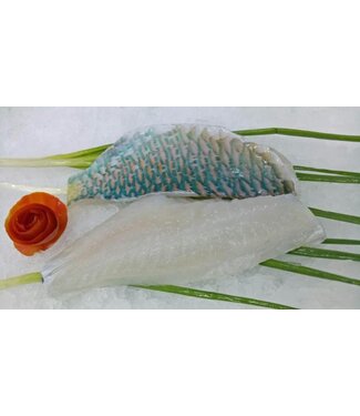 Parrot Vis ( papegaaivis)