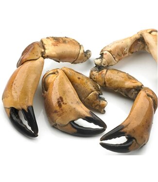 Noordzee Krabbenscharen