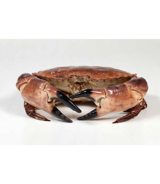 Noordzee Krab scharen