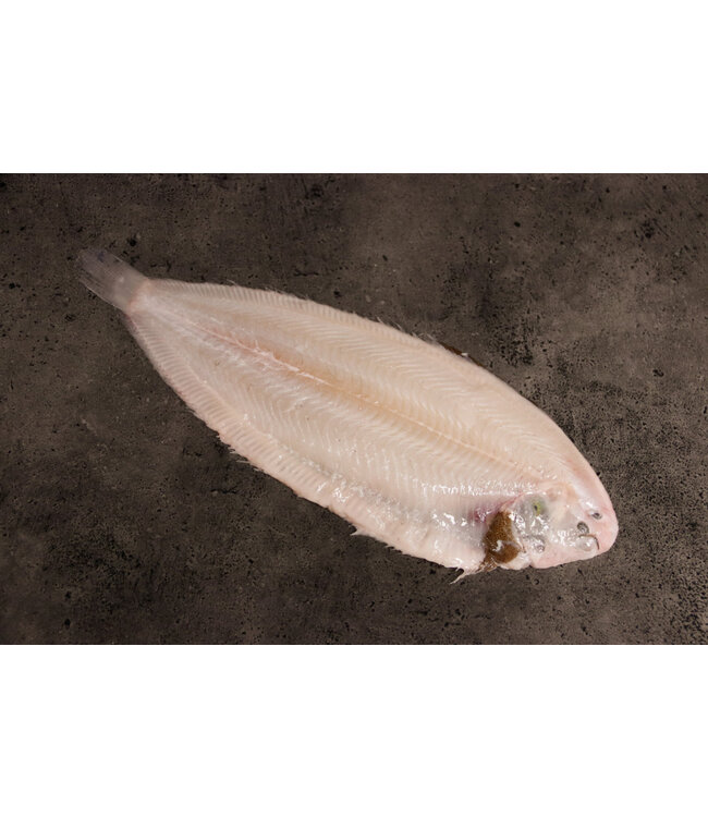 Zee Tong groot  zonder huid