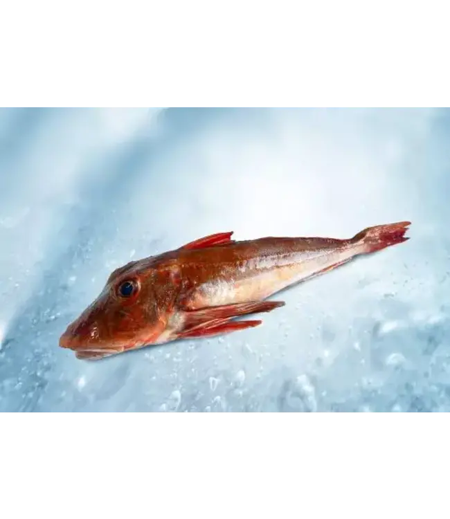 Verse  hele Rode poon  Panklaar Zonder kop