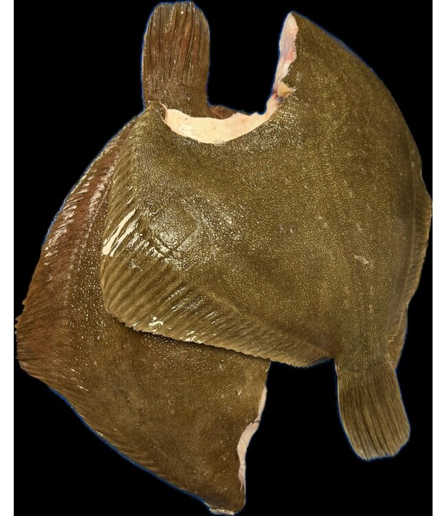 Tarbot groot zonder kop Panklaar