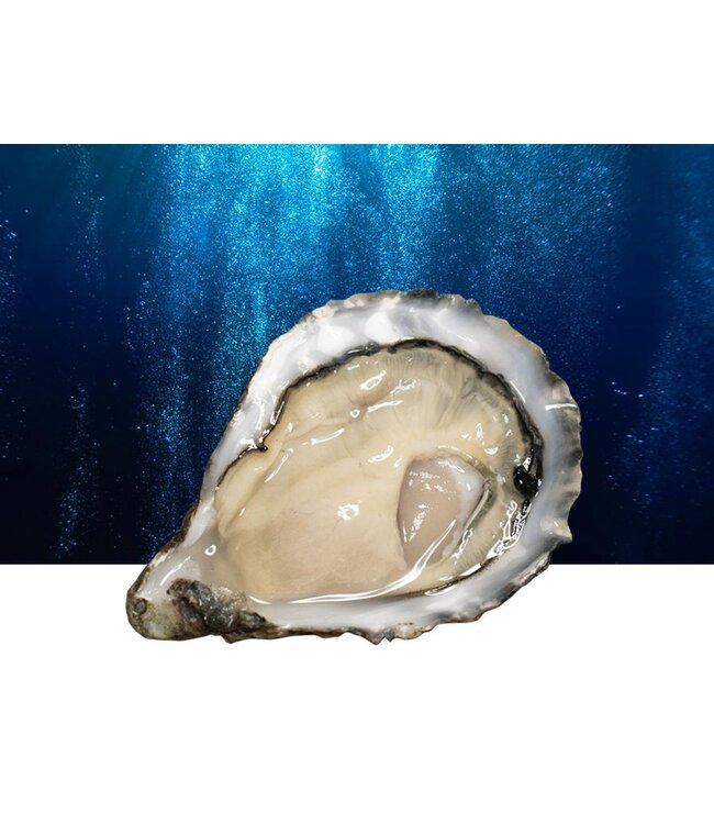 Ierse top oester Hoge kwaliteit ( OISRI)