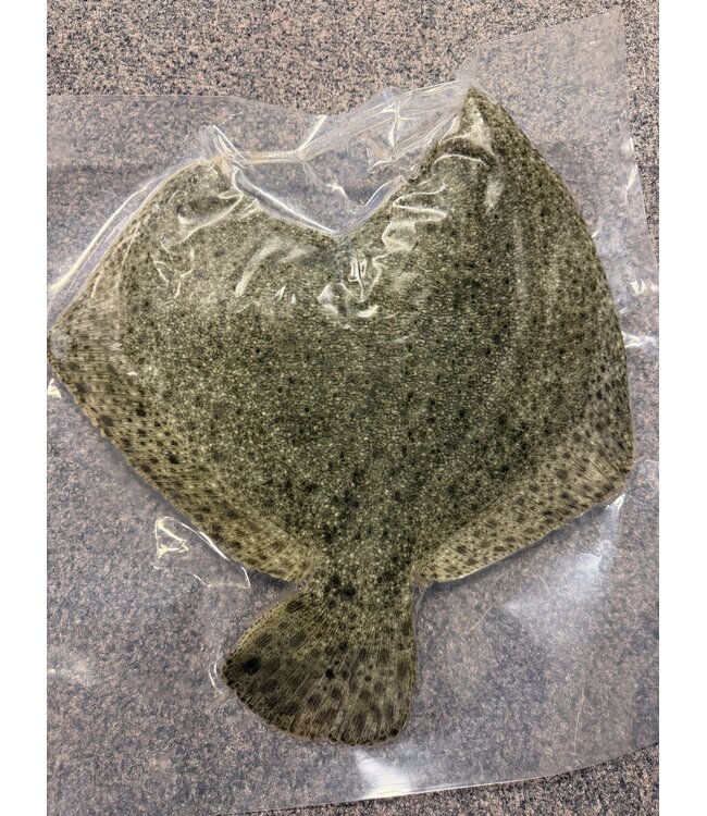 Tarbot groot zonder kop Panklaar