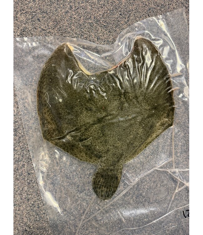 Tarbot groot zonder kop Panklaar