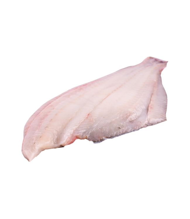 Scholfilet Klein  Voorjaars Aanbieding